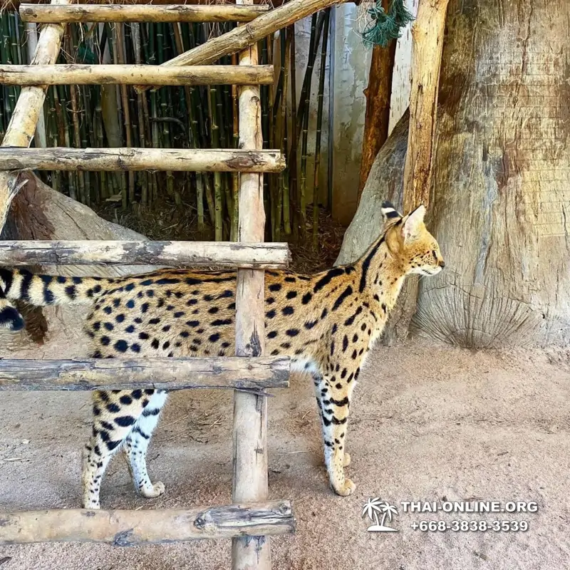 Зоопарк Кхао Кхео Паттайя экскурсия с туристической компанией Seven Countries - фото 7