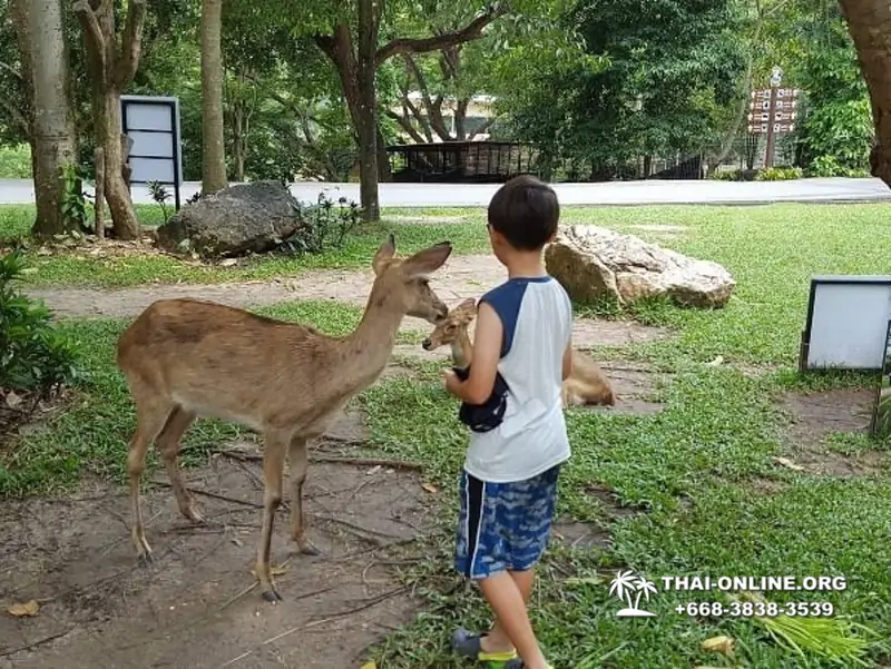 Зоопарк Кхао Кхео Тайланд экскурсия Seven Countries Паттайя фото 157