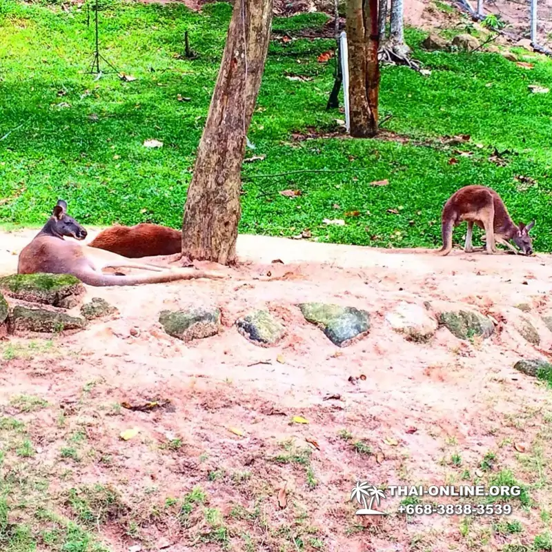 Зоопарк Кхао Кхео Паттайя экскурсия с туристической компанией Seven Countries - фото 8
