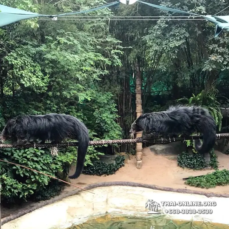 Зоопарк Кхао Кхео Тайланд экскурсия Seven Countries Паттайя фото 173