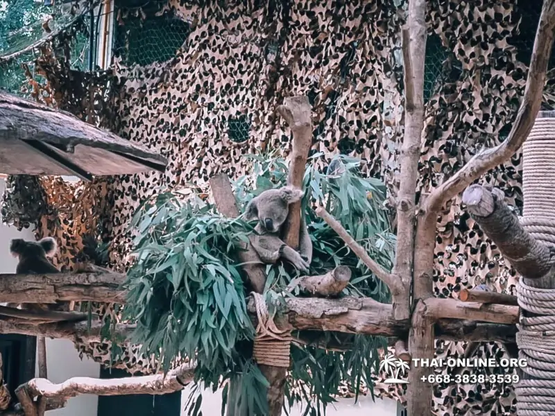Зоопарк Кхао Кхео Тайланд экскурсия Seven Countries Паттайя фото 165