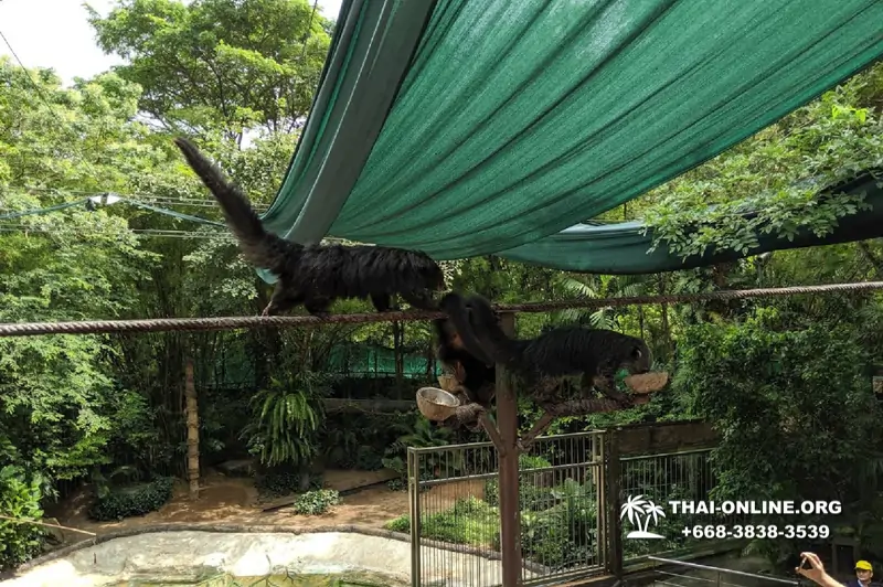 Зоопарк Кхао Кхео Тайланд экскурсия Seven Countries Паттайя фото 373