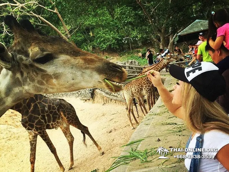 Зоопарк Кхао Кхео Тайланд экскурсия Seven Countries Паттайя фото 177