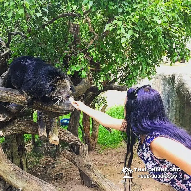 Зоопарк Кхао Кхео Паттайя экскурсия с туристической компанией Seven Countries - фото 9
