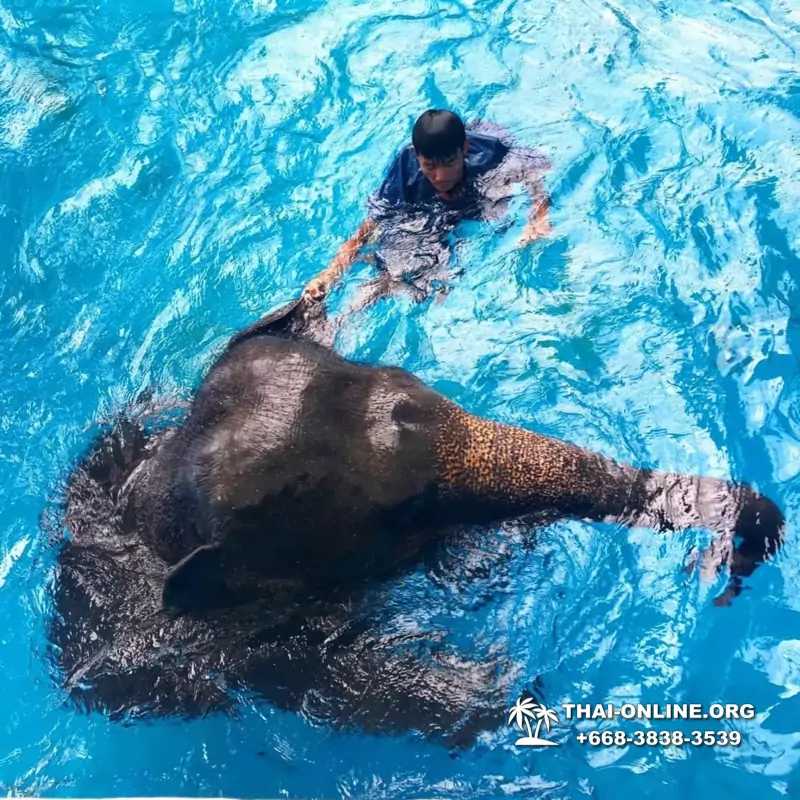 Зоопарк Кхао Кхео Тайланд экскурсия Seven Countries Паттайя фото 182