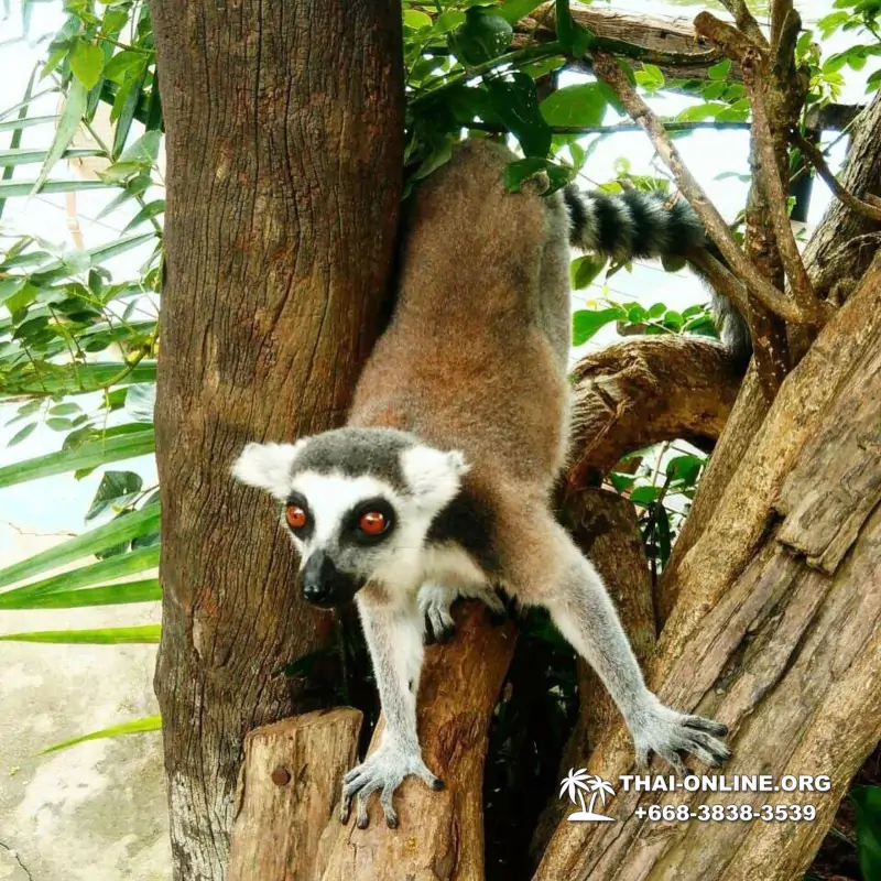 Зоопарк Кхао Кхео Тайланд экскурсия Seven Countries Паттайя фото 164