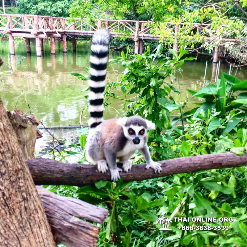 Зоопарк Кхао Кхео Паттайя экскурсия с туристической компанией Seven Countries - фото 15
