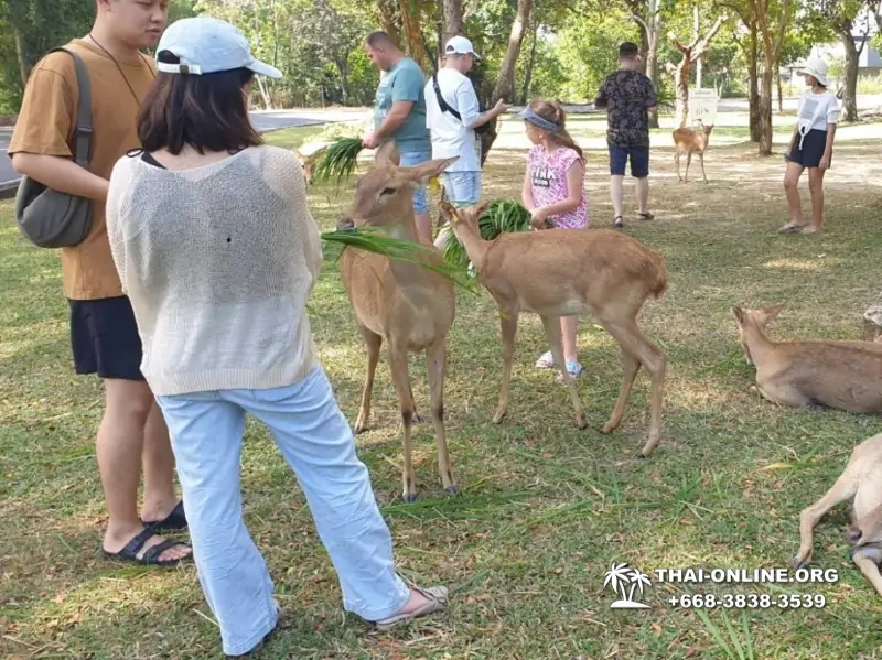 Сафари-парк Кхао Кхео в Тайланде Паттайя фото Thai-Online 130