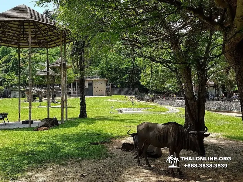 Зоопарк Кхао Кхео Паттайя экскурсия с туристической компанией Seven Countries - фото 10