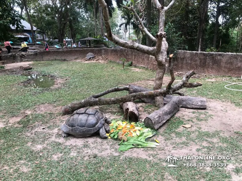 Зоопарк Кхао Кхео Тайланд экскурсия Seven Countries Паттайя фото 129