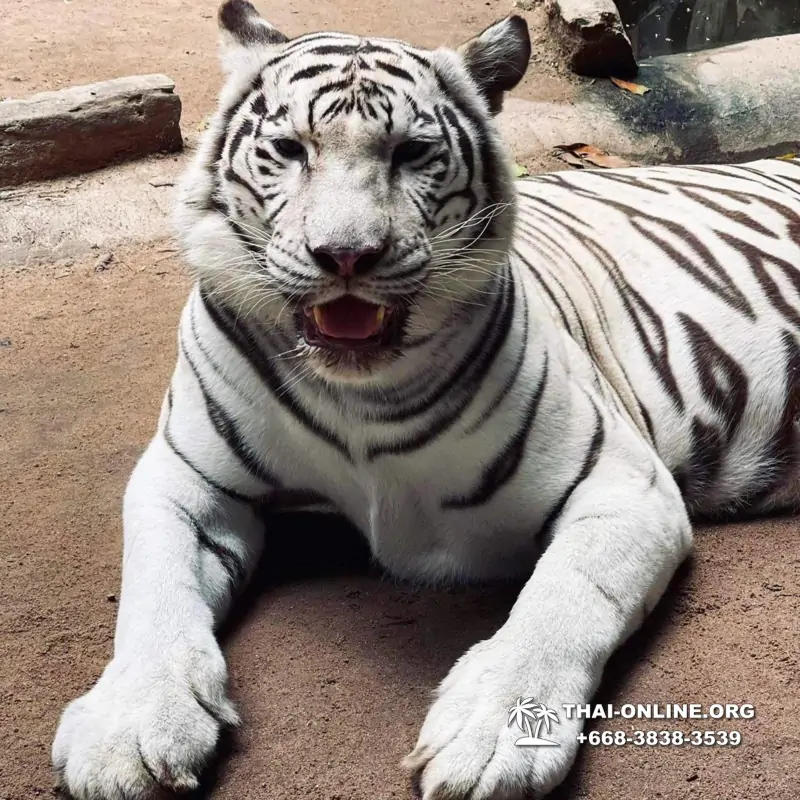 Зоопарк Кхао Кхео Тайланд экскурсия Seven Countries Паттайя фото 154