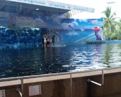 Дельфины купаться шоу поездка Seven Countries Паттайя Таиланд фото 207