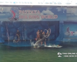 Дельфины купаться шоу поездка Seven Countries Паттайя Таиланд фото 217