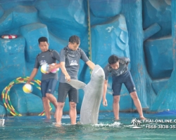 Дельфины купаться шоу поездка Seven Countries Паттайя Таиланд фото 162