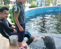 Дельфины купаться шоу поездка Таиланд фото Thai-Online 115