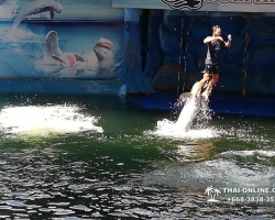 Дельфины купаться шоу поездка Таиланд фото Thai-Online 124