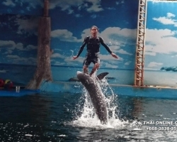 Дельфины купаться шоу поездка Seven Countries Паттайя Таиланд фото 166