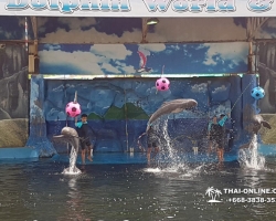 Дельфины купаться шоу поездка Seven Countries Паттайя Таиланд фото 81