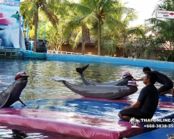 Дельфины купаться шоу поездка Таиланд фото 19