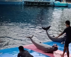 Дельфины купаться шоу поездка Seven Countries Паттайя Таиланд фото 77