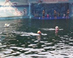 Дельфины купаться шоу поездка Seven Countries Паттайя Таиланд фото 83