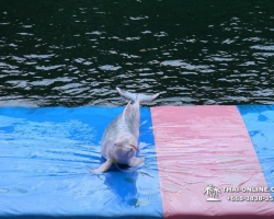 Дельфины купаться шоу поездка Seven Countries Паттайя Таиланд фото 80