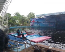 Дельфины купаться шоу поездка Seven Countries Паттайя Таиланд фото 158