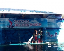 Дельфины купаться шоу поездка Seven Countries Паттайя Таиланд фото 192