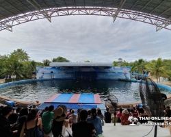 Дельфины купаться шоу поездка Seven Countries Паттайя Таиланд фото 62