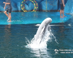 Дельфины купаться шоу поездка Seven Countries Паттайя Таиланд фото 86
