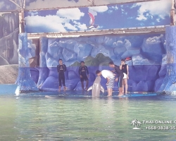 Дельфины купаться шоу поездка Seven Countries Паттайя Таиланд фото 120