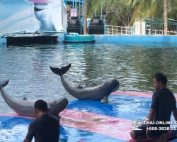 Дельфины купаться шоу поездка Таиланд фото Thai-Online 130