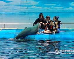 Дельфины купаться шоу поездка Seven Countries Паттайя Таиланд фото 58