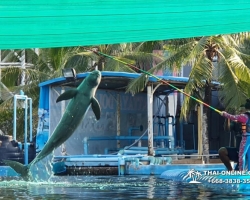 Дельфины купаться шоу поездка Таиланд фото Thai-Online 114