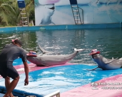 Дельфины купаться шоу поездка Seven Countries Паттайя Таиланд фото 94