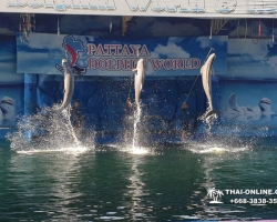 Дельфины купаться шоу поездка Seven Countries Паттайя Таиланд фото 57