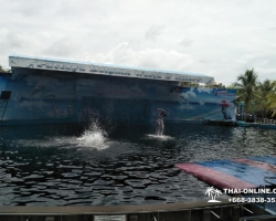 Дельфины купаться шоу поездка Seven Countries Паттайя Таиланд фото 186
