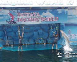 Дельфины купаться шоу поездка Seven Countries Паттайя Таиланд фото 132