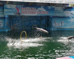 Дельфины купаться шоу поездка Seven Countries Паттайя Таиланд фото 54