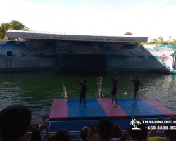 Дельфины купаться шоу поездка Seven Countries Паттайя Таиланд фото 211