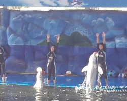 Дельфины купаться шоу поездка Seven Countries Паттайя Таиланд фото 203