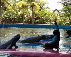 Дельфины купаться шоу поездка Таиланд фото Thai-Online 120