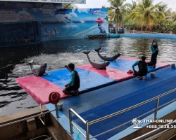Дельфины купаться шоу поездка Таиланд фото Thai-Online 136