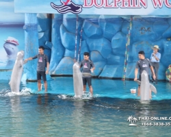 Дельфины купаться шоу поездка Seven Countries Паттайя Таиланд фото 126