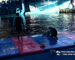 Дельфины купаться шоу поездка Таиланд фото Thai-Online 40