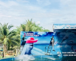 Дельфины купаться шоу поездка Seven Countries Паттайя Таиланд фото 106