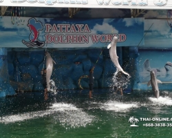 Дельфины купаться шоу поездка Seven Countries Паттайя Таиланд фото 89