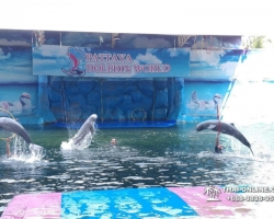 Дельфины купаться шоу поездка Seven Countries Паттайя Таиланд фото 137