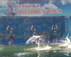 Дельфины купаться шоу поездка Seven Countries Паттайя Таиланд фото 90
