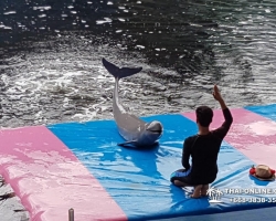 Дельфины купаться шоу поездка Таиланд фото Thai-Online 111